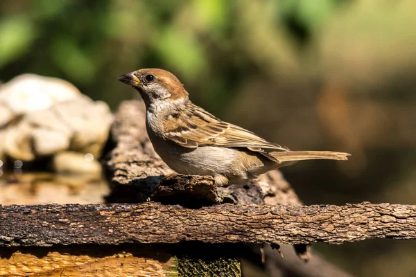 Juste Moineau Sur Rocher Nature Animal — Photo