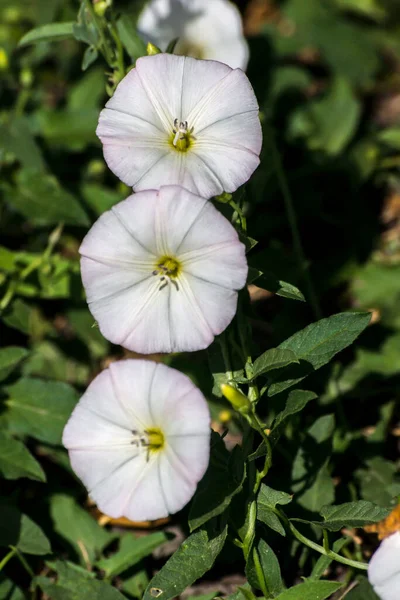 Bindweed Convolvulus Arvensis Campo Ervas Daninhas Rastejante — Fotografia de Stock