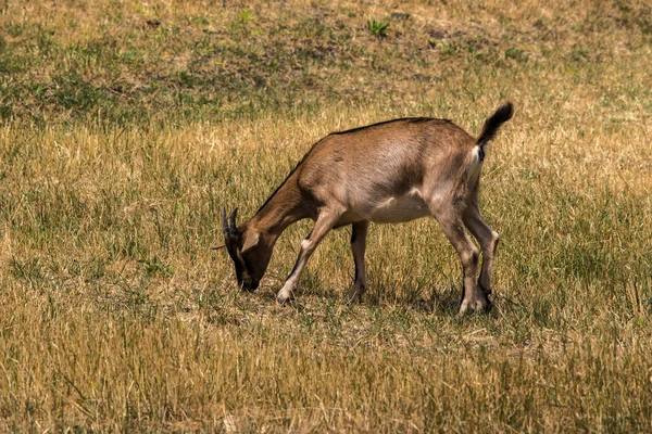 Una Giovane Capra Nel Cortile Che Salta — Foto Stock