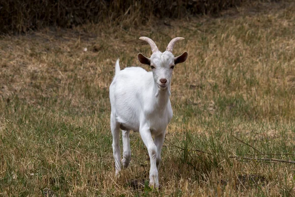 Seekor Kambing Muda Halaman Melompat — Stok Foto