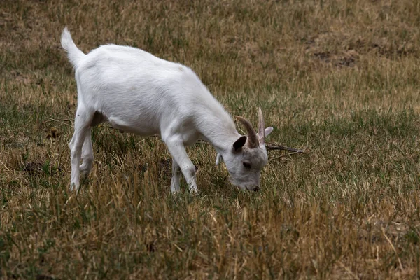 Young Goat Yard Hopping — Stock Photo, Image