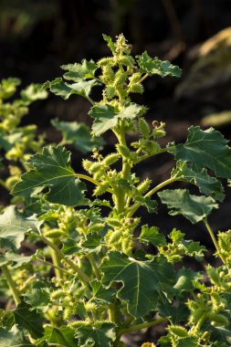 Pıtrak (Xanthium strumarium), bir hardy ot anız.