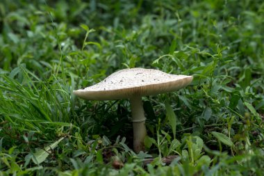 Beyaz mantar sonbaharda tarlada yetişir..