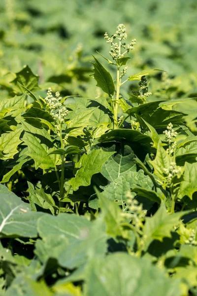 Intensywnie Kobieta Roślinach Rzepaku Brassica Napus — Zdjęcie stockowe