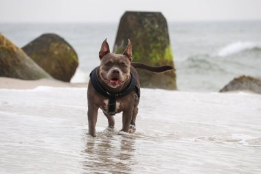 Almanya 'nın kuzeyindeki sahilde güzel bir Amerikan zorbası.