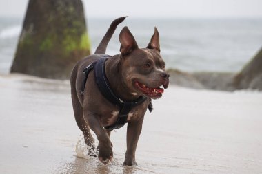 Almanya 'nın kuzeyindeki sahilde güzel bir Amerikan zorbası.
