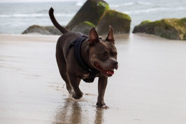 Almanya 'nın kuzeyindeki sahilde güzel bir Amerikan zorbası.