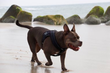 Almanya 'nın kuzeyindeki sahilde güzel bir Amerikan zorbası.