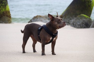 Almanya 'nın kuzeyindeki sahilde güzel bir Amerikan zorbası.