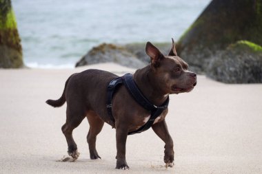 Almanya 'nın kuzeyindeki sahilde güzel bir Amerikan zorbası.