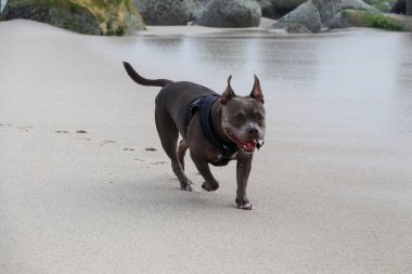 Almanya 'nın kuzeyindeki sahilde güzel bir Amerikan zorbası.