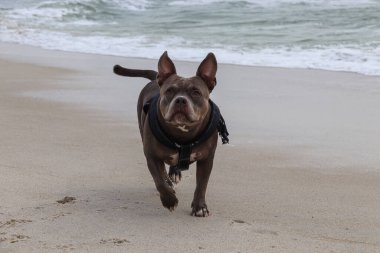Almanya 'nın kuzeyindeki sahilde güzel bir Amerikan zorbası.