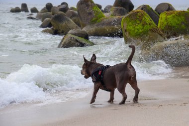 Almanya 'nın kuzeyindeki sahilde güzel bir Amerikan zorbası.