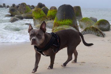 Almanya 'nın kuzeyindeki sahilde güzel bir Amerikan zorbası.