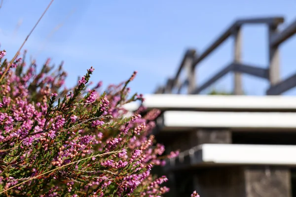 Burası Alman Adası 'nın güzel bir yeri Sylt.