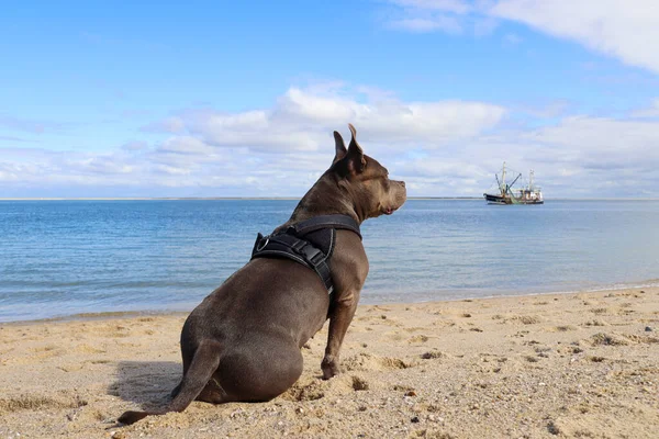 Hermoso American Bully Playa Norte Alemania — Foto de Stock