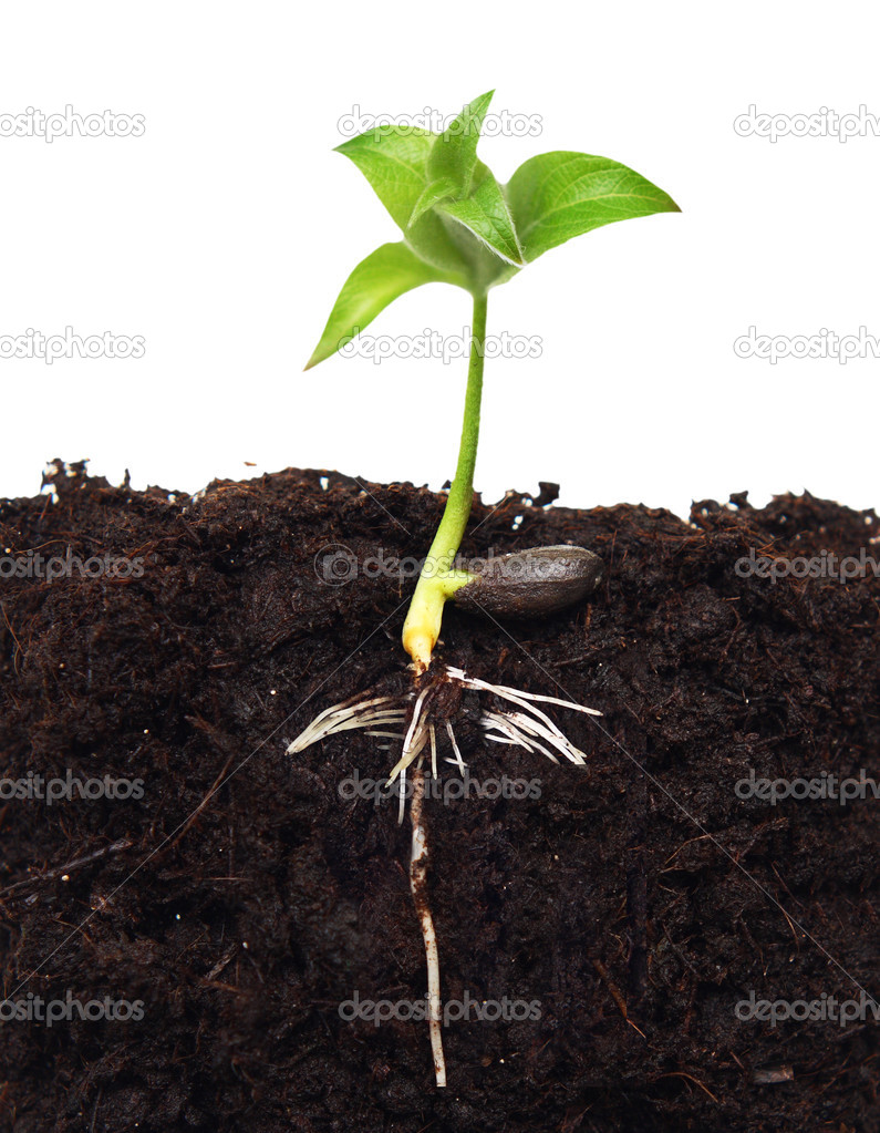 Small apple tree in ground with root. — Stock Photo © valentinar 26646359