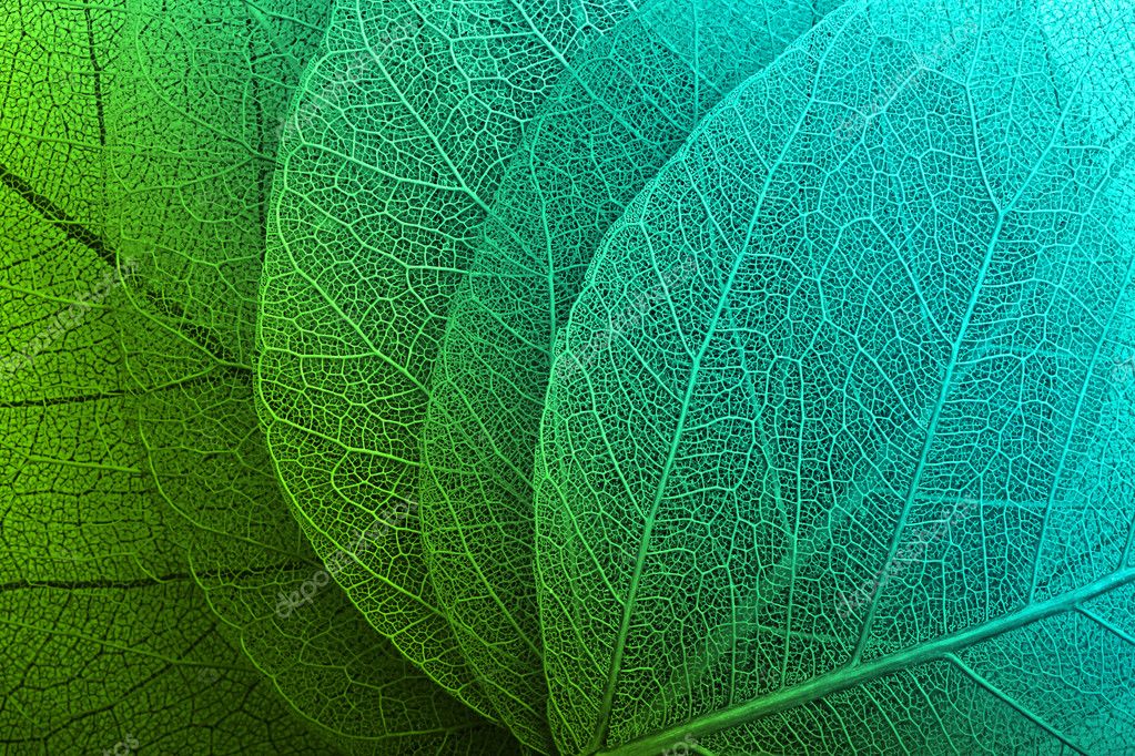 Macro leaves background texture