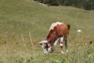 Cow in Vallée Étroite