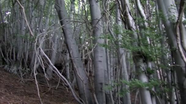 Les sons de la forêt 