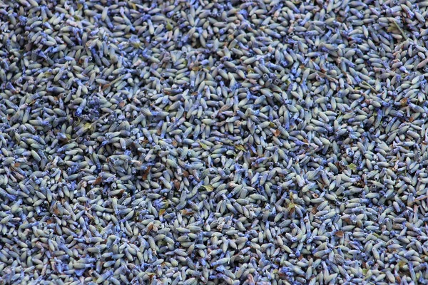 Lavendel frön — Stockfoto