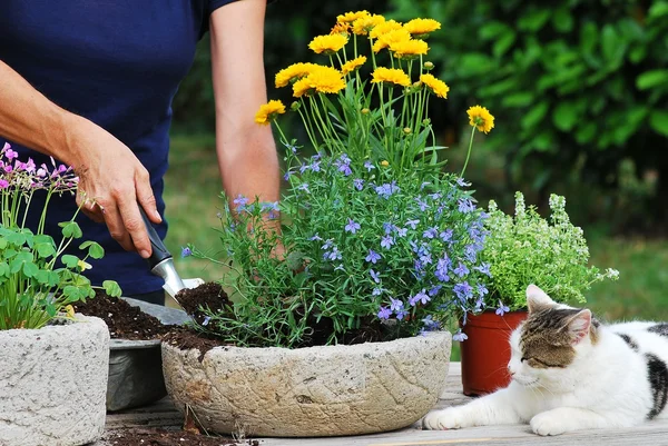 Flower planting — Stock Photo, Image