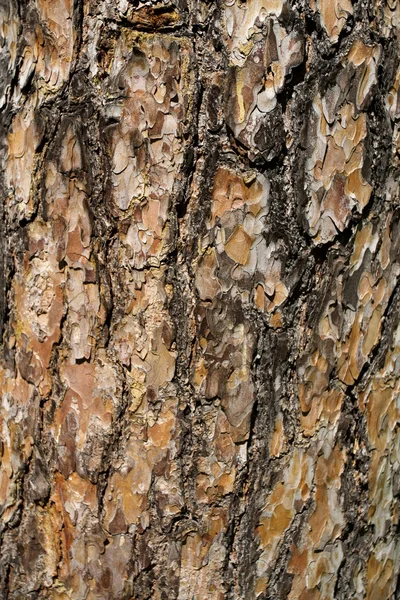 明亮老松树树皮 — 图库照片