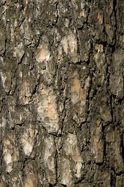 Corteza oscura de pino viejo —  Fotos de Stock