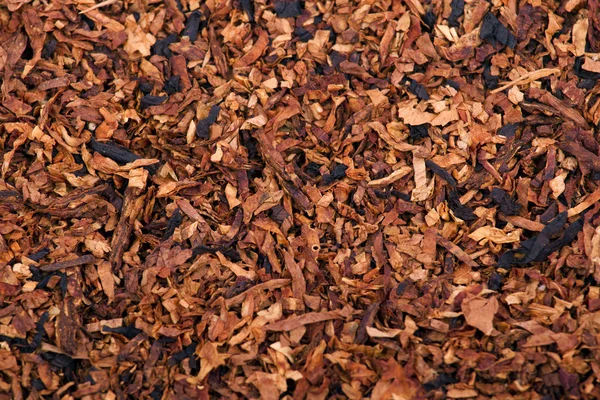 Les feuilles séchées de tabac pipe à fumer — Photo