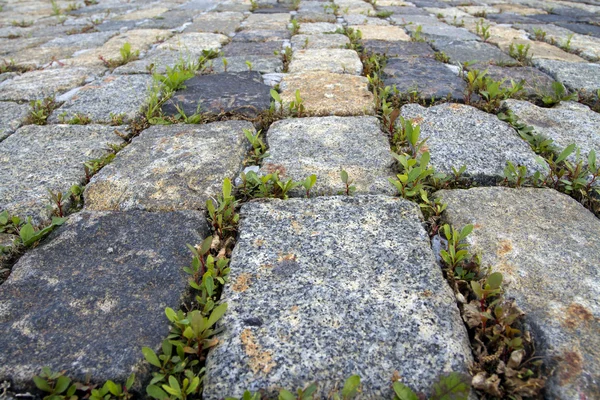 Cobblestone background with sprouted grass — Stock Photo, Image