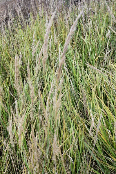 Achtergrond van groen en droog gras — Stockfoto