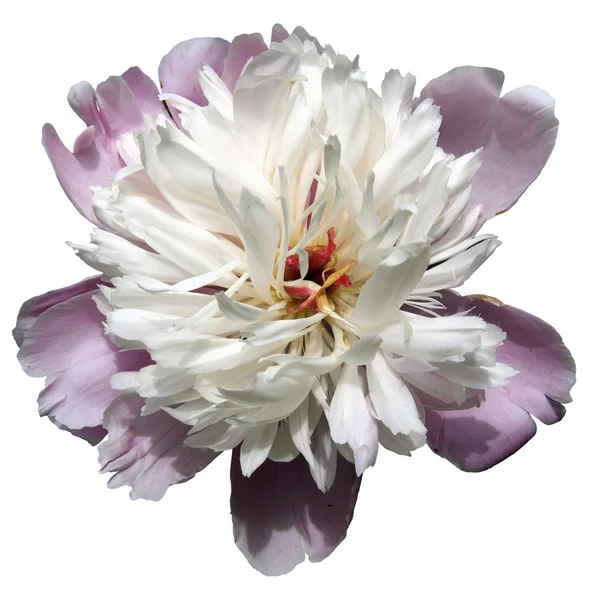 Witte en roze pioen bloem — Stockfoto