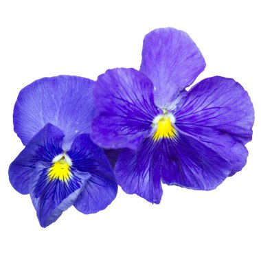 beyaz zemin üzerinde mavi Bahçe çiçek