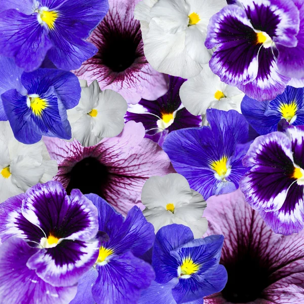 Violet en blauwe bonte bloemen ornament — Stockfoto