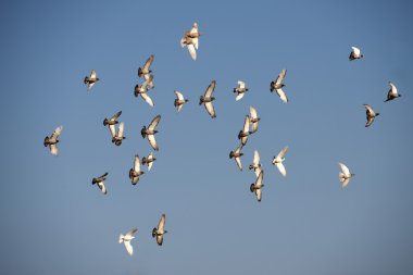 Many flying pigeons on a blue summer sky, symbol of peace, birds migration, migration season, flying birds, summer background, free birds, pigeons clipart
