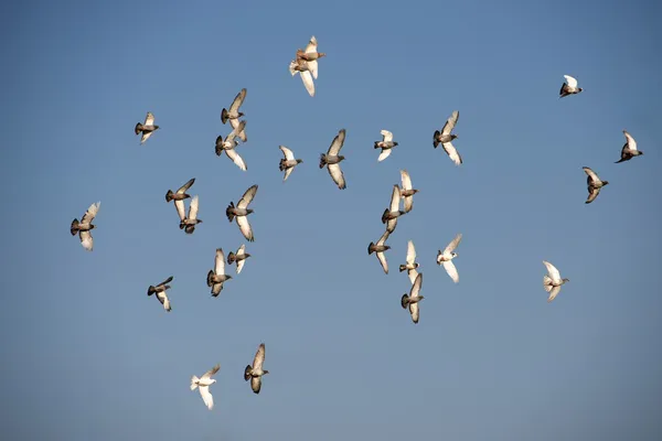 Många flygande duvor på en blå sommarhimmel, symbol för fred, fåglar migration, invandring säsong, flygande fåglar, sommar bakgrund, fria fåglar, duvor — Stockfoto