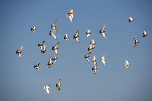 Many flying pigeons on a blue summer sky, symbol of peace, birds migration, migration season, flying birds, summer background, free birds, pigeons Stock Photo