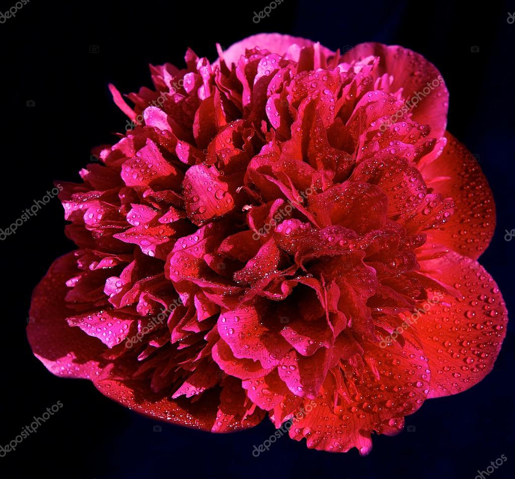 红色紫色粉色牡丹花上黑暗模糊黑色背景 紫牡丹 红色花 春天的花朵 粉红牡丹 美丽粉红牡丹上黑不清晰的背景 焦点到中间隔离