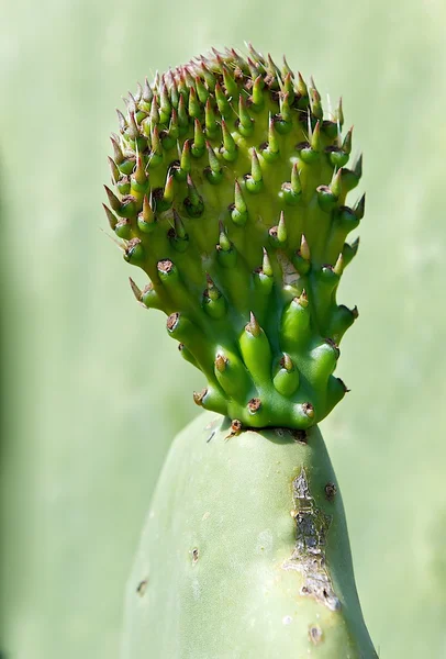 Fresh Cactus leaf, opuntia, fresh cactus leaf in spring time, popular cactus in Malta, cactus close up, green leaf of cactus isolated in blur green background, maltese nature, maltese flora — Stock Photo, Image