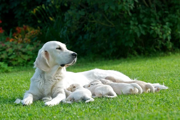 Cão mãe, labrador mãe, cão mãe, Golden Retriever, mamãe com filhotes em uma grama — Fotografia de Stock