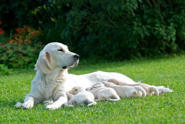 Dog mom, labrador mom, dog mother, Golden Retriever, mom with little puppies on a grass