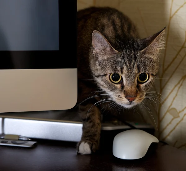 A small cat in a home office - peeping behind a computer screen , domestic cat in natural background, small cat playing at home, young cat,playing cat, interior with cat,blur detail,sharp,focus to cat — Stock Photo, Image