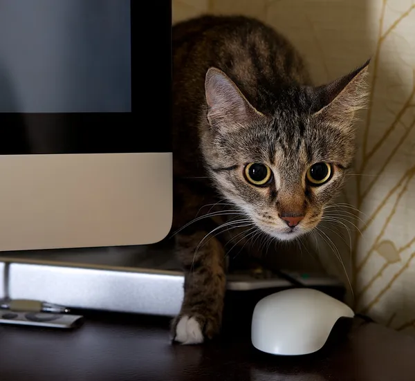 Um pequeno gato em um escritório em casa espreitando atrás de uma tela de computador, gato doméstico em fundo natural, pequeno gato brincando em casa, gato jovem, jogando gato, interior com gato, detalhe borrão, afiado, foco para gato — Fotografia de Stock