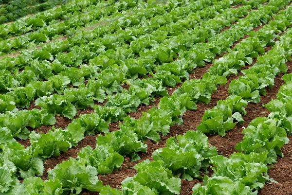 Field of green fresh lettuce growing at a farm, lettuce salad, fragment, season vegetable. Field of fresh and tasty salad, lettuce plantation, lettuce plantation in Malta, fresh vegetable field,farm — Stock Photo, Image