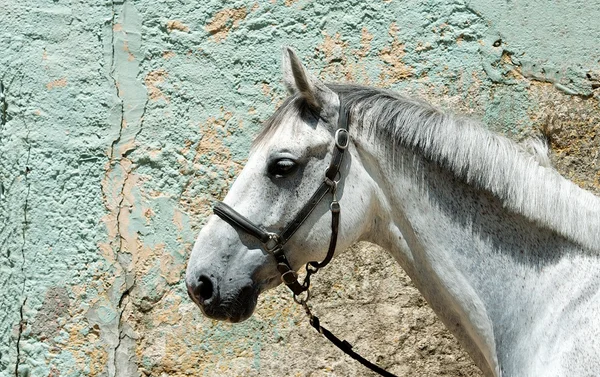 Retrato de cavalo branco no fundo da parede, Um cavalo de perto, cavalo no fundo natural, animal doméstico, animal forte, fazenda de stud, cavalo de equitação isolado no fundo da parede — Fotografia de Stock