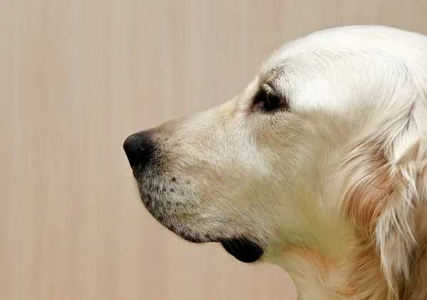 Labrador retriever, Labrador retriever portrait close up, head crop, labrador in brown cream background looking straight with space for advertising and text, dog head, dog sitting in light background — Stock Photo, Image