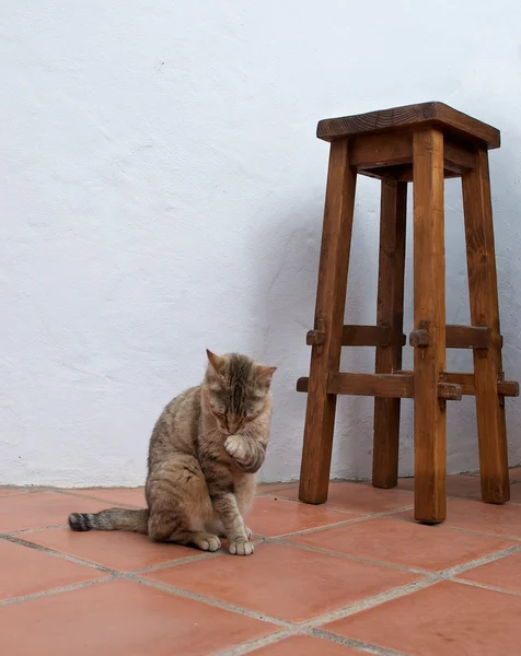 Cat washing itself in the year, brown cat cleaning itself, striped cat outside cleaning itself, One striped big cat sitting and cleaning itself, cat licking it's paw, domestic animal washing itself — Stock Photo, Image