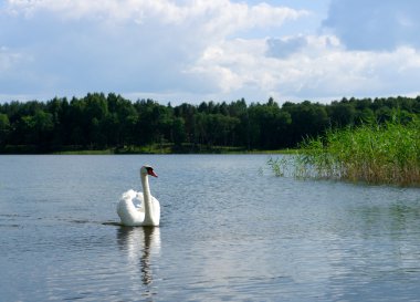 Mavi Göl su güneşli bir gün, doğa serisi, sessiz bir lake forest gün güneşli yaz, su üzerinde mute swan önünde arasında kayma kuğu (cygnus rengi) Kuğu. yabani kuş