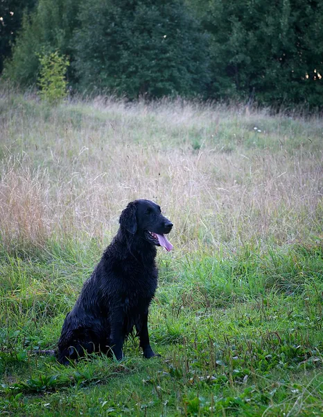 En svart chokladLabrador retrieveren i gräsplan, labrador utbildning, våta labrador retriever sitter i gräsplan, labrador efter simning, sommaren natur bakgrund, låg iso — Stockfoto