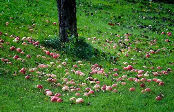 Automne. Des pommes. Pommes rouges sur herbe verte, Pommes sur un sol sous le pommier, fragment, Pommes rouges et jaunes sur herbe. Automne au jardin rural. Fond d'automne. Fruits frais — Photo